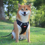Dog wearing a black breathable reflective no-pull harness outdoors
