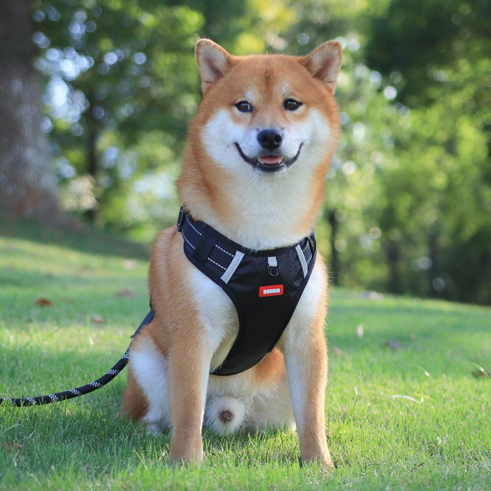 Dog wearing a black breathable reflective no-pull harness outdoors